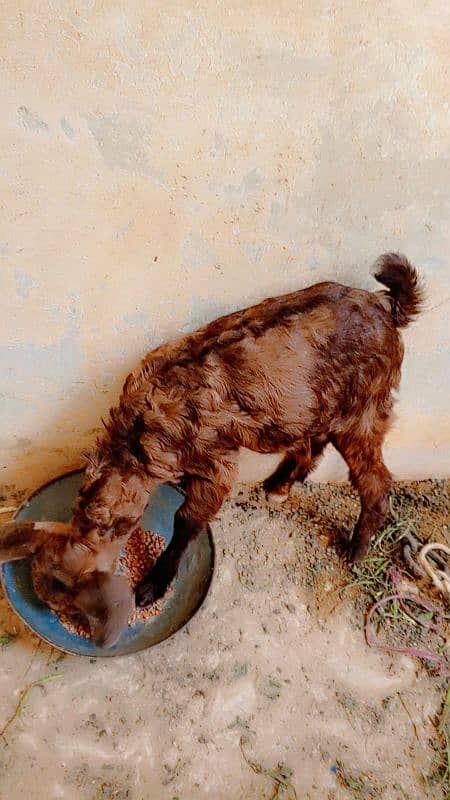 Abluck Teddy Bakri with 2 kids 3