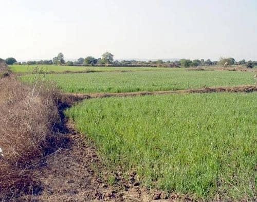 Agricultural land for sale 1