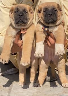 Turkish kangal puppies male female age 2 month havey bone for sale