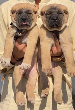 Turkish kangal puppies male female age 2 month havey bone for sale