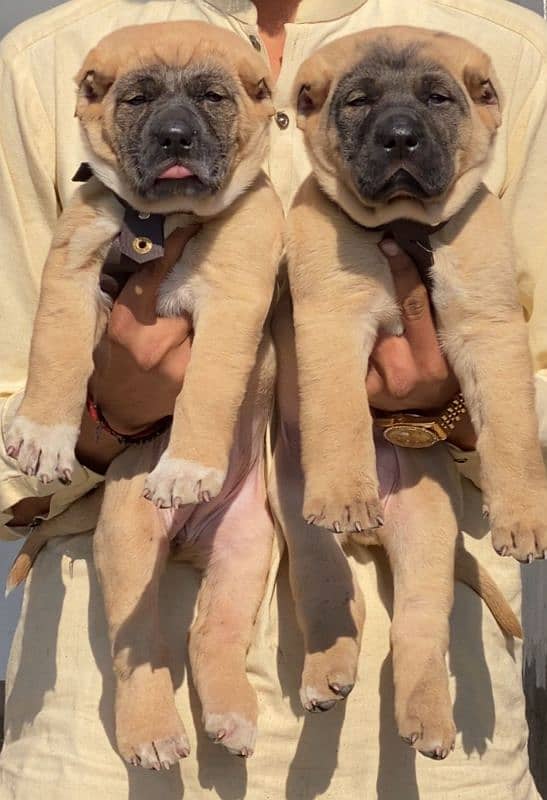 Turkish kangal puppies male female age 2 month havey bone for sale 0