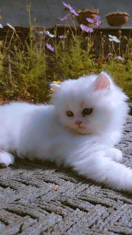 Persian Male kitten 0