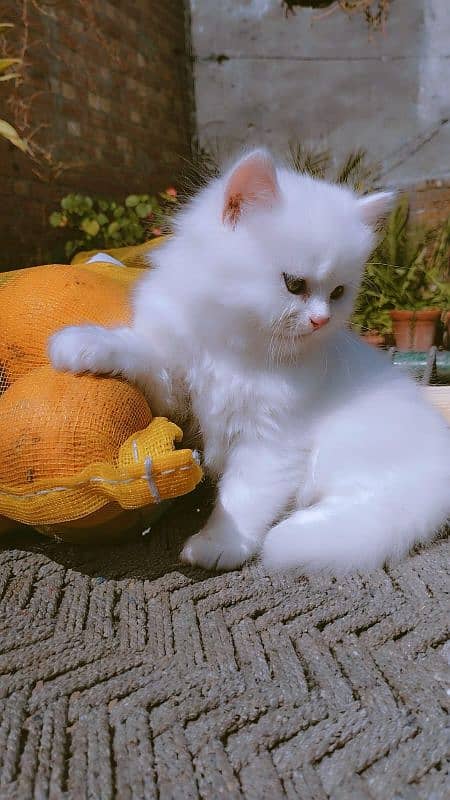 Persian Male kitten 2