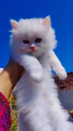 Persian Male kitten