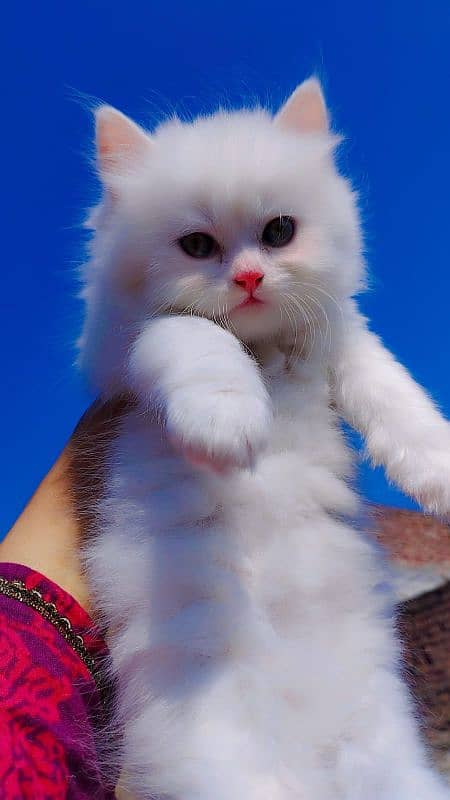 Persian Male kitten 4