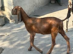 bakri