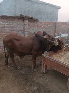 Bulls for sale(Raja jang)