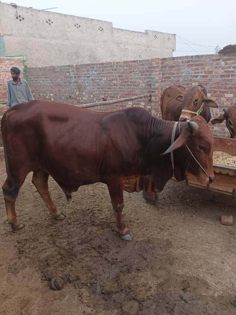 Bulls for sale(Raja jang) 1