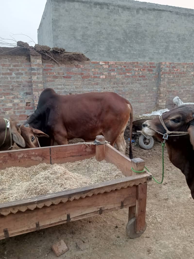 Bulls for sale(Raja jang) 2