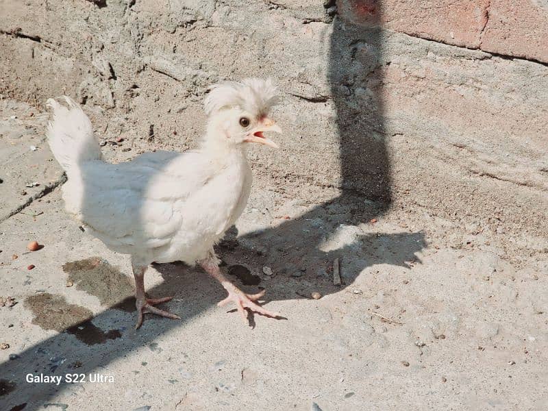 Fancy hen + Chicks 4