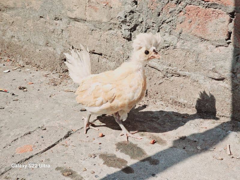 Fancy hen + Chicks 5