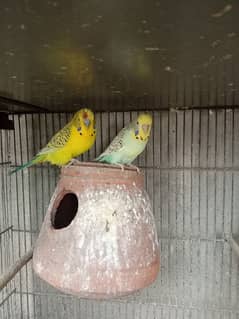 budgie