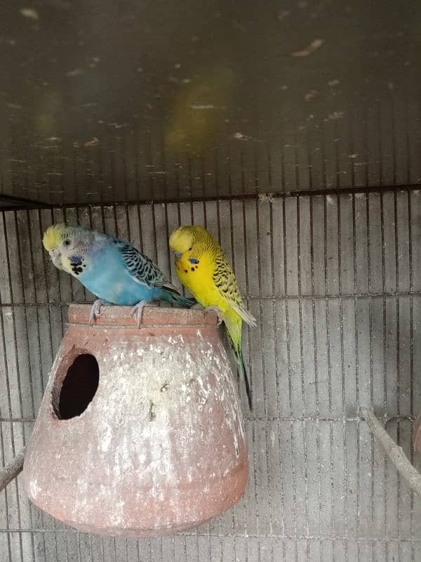 budgie parrots 1