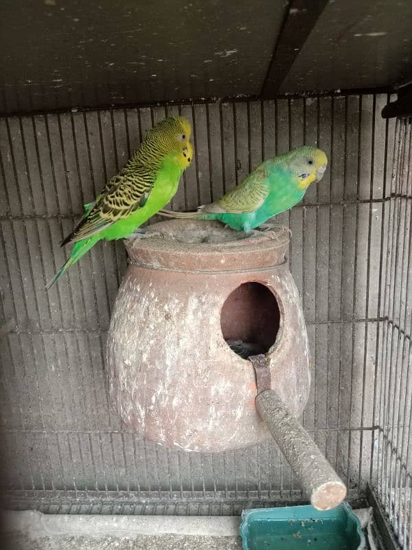 budgie parrots 2