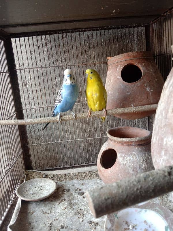 budgie parrots 3