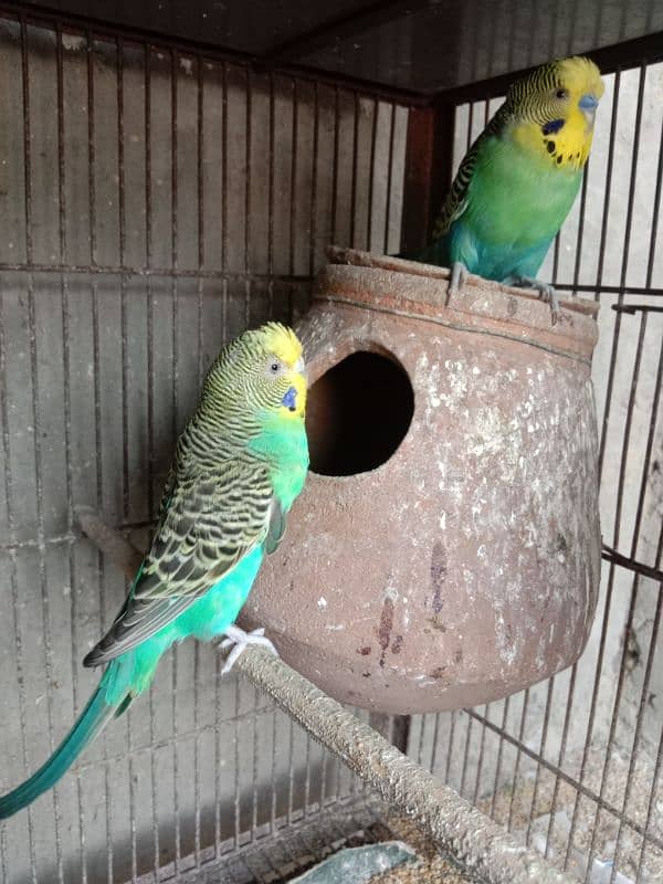 budgie parrots 4