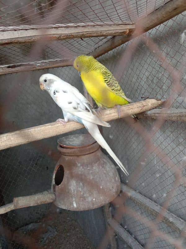 budgie parrots 5