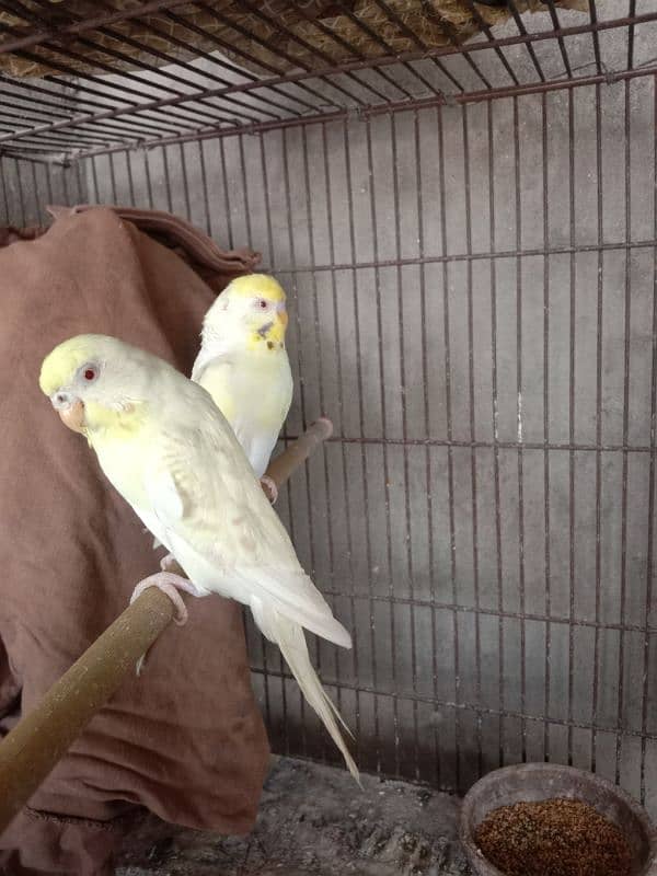 budgie parrots 6