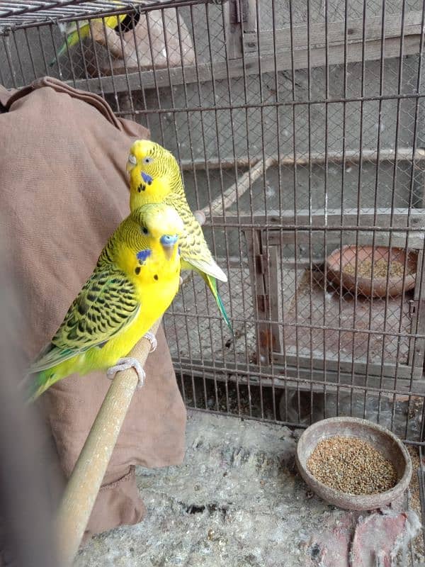 budgie parrots 7