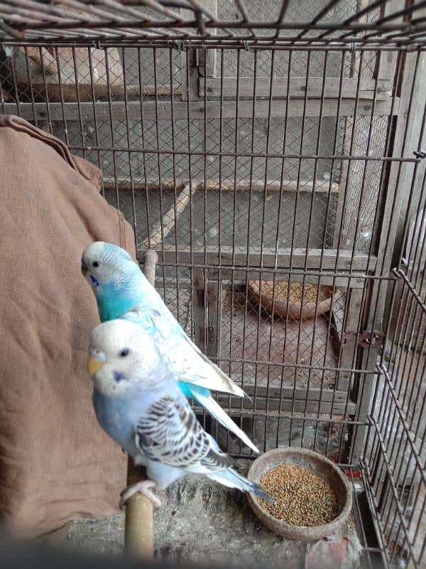 budgie parrots 8