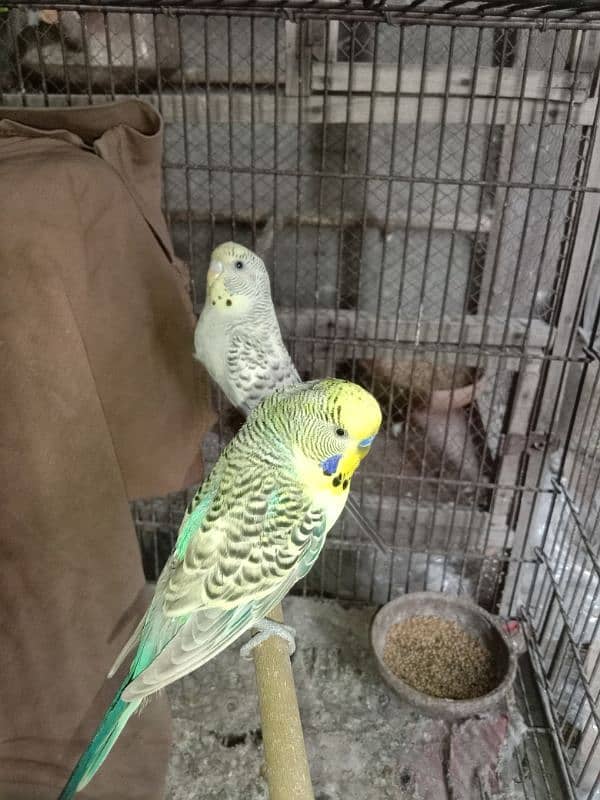 budgie parrots 9