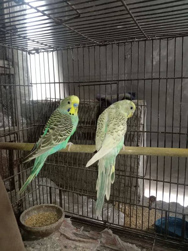 budgie parrots 10