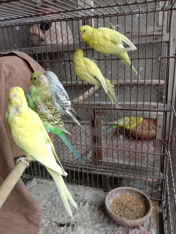 budgie parrots 11