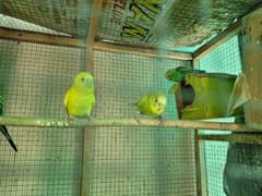 6 pair baggie parrots with cage