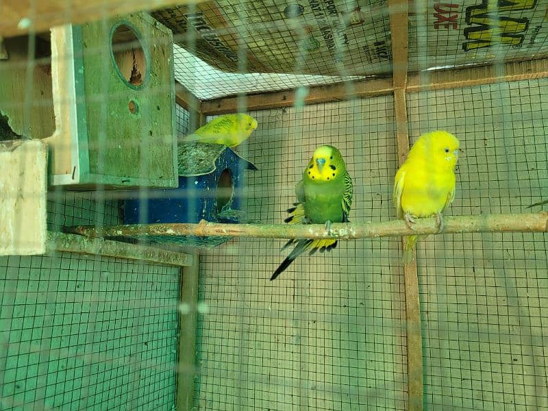 6 pair baggie parrots with cage 1