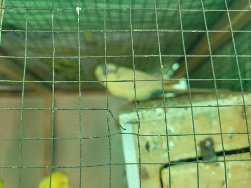 6 pair baggie parrots with cage 2