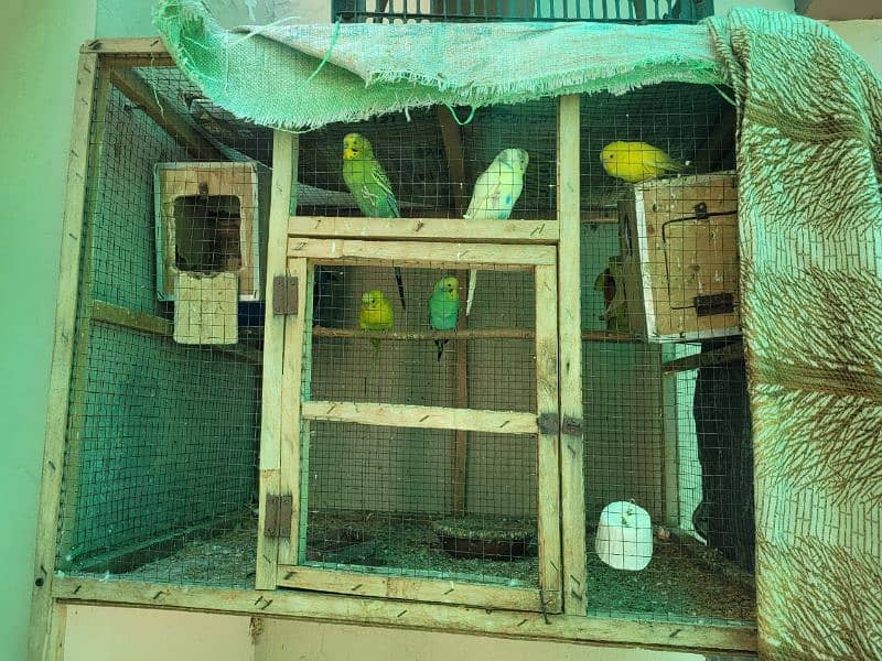 6 pair baggie parrots with cage 4