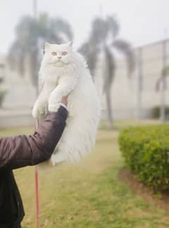 Persian Breeder female cat