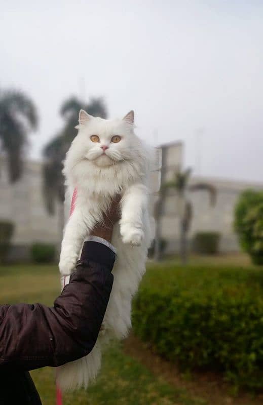 Persian Breeder female cat 1