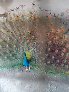 this is a peacock. it's price is 35000.