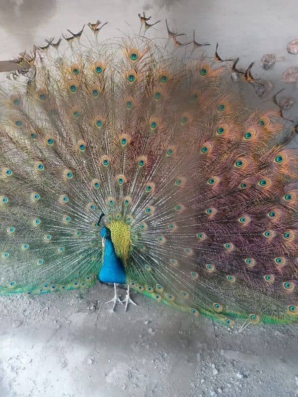 This peacock is 4 years old. he is very beautiful he feed is special. 0