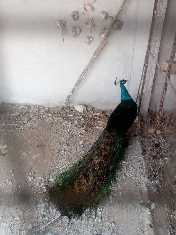 This peacock is 4 years old. he is very beautiful he feed is special. 1