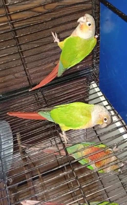 Sun conure pair parrots urgent sale breeding pair 0