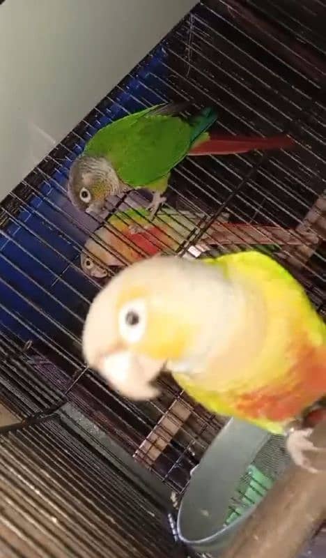 Sun conure pair parrots urgent sale breeding pair 1