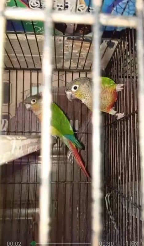 Sun conure pair parrots urgent sale breeding pair 2