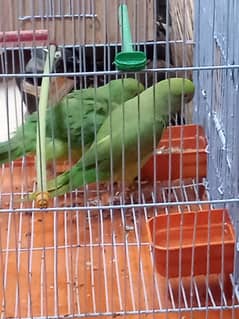 ringneck tota.   piar