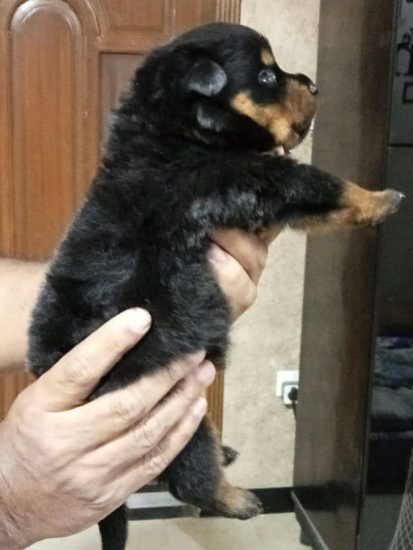 Rottweiler puppies 0