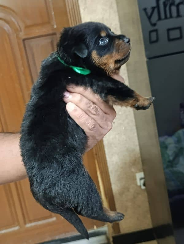 Rottweiler puppies 2