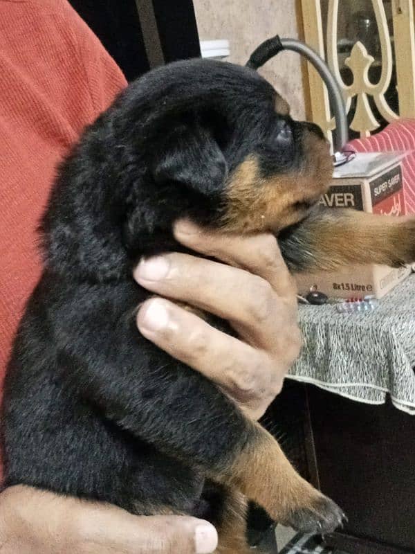 Rottweiler puppies 4