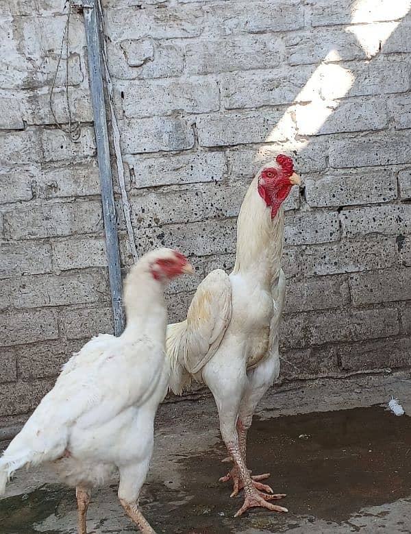 white shamo chicks 3