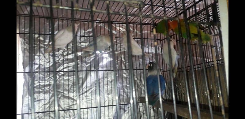 lovebird low price 0