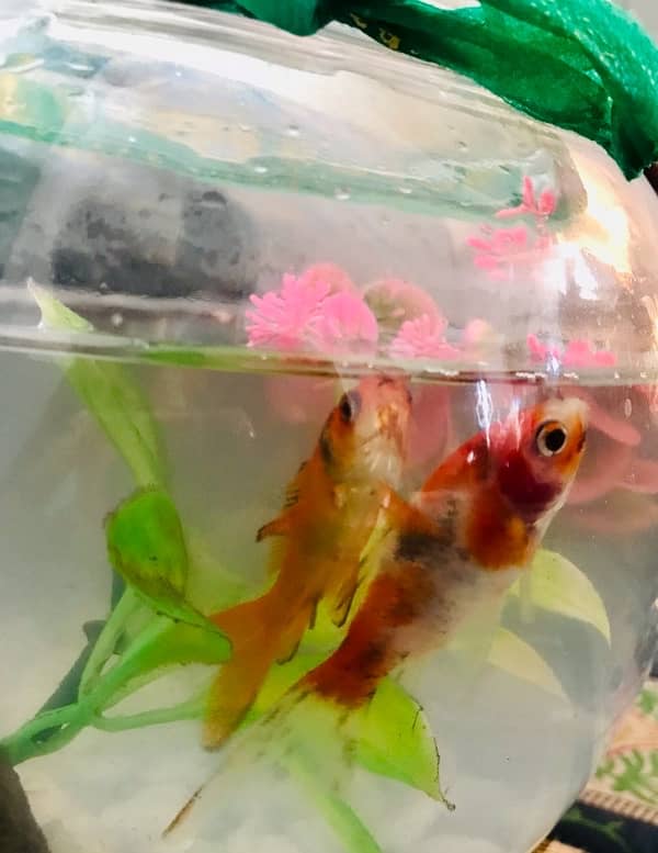 2 pair Goldfish With Bowl And Oxgyen Water Pump And Feed 2