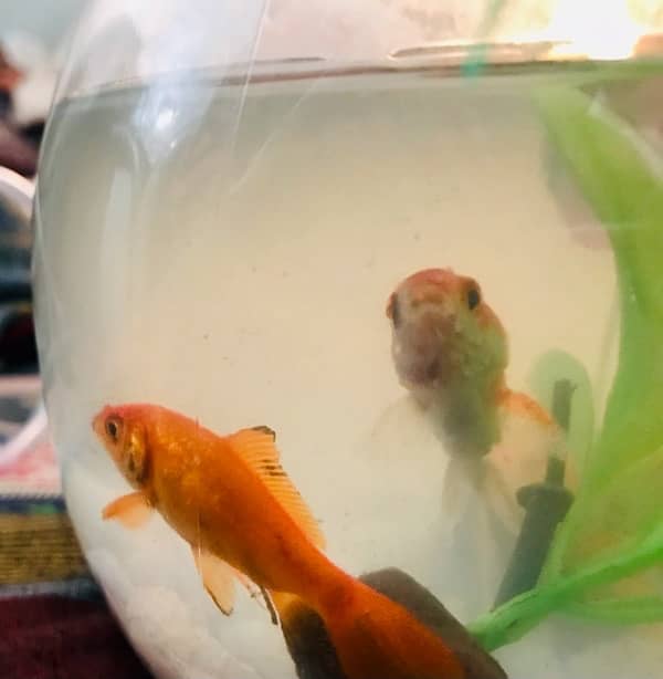 2 pair Goldfish With Bowl And Oxgyen Water Pump And Feed 3