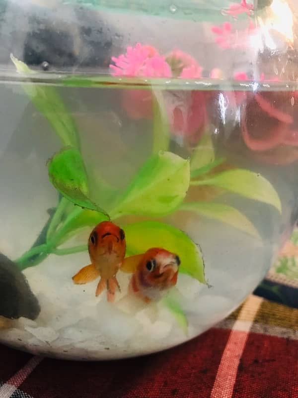 2 pair Goldfish With Bowl And Oxgyen Water Pump And Feed 4