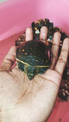 Female Turtle "Pebbles" Looking for a New Home!