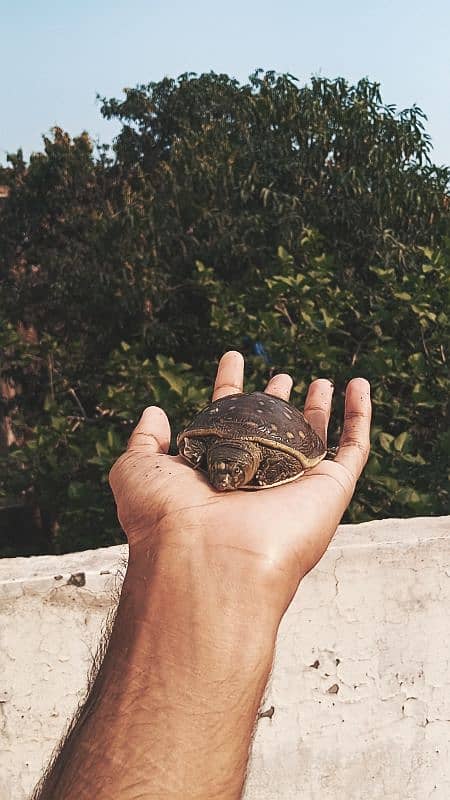 Female Turtle "Pebbles" Looking for a New Home! 1